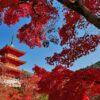 【京都紅葉情報】2020年・京都の紅葉「総まとめ」