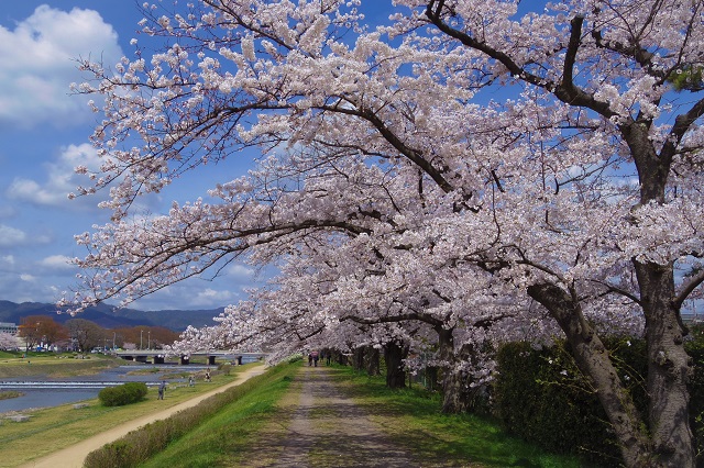 桜 2021 京都