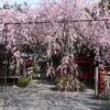 【京都桜情報】2021年最新・本当は秘密にしたい京都の桜の名所・穴場
