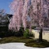 【京都桜情報】2021年最新・京都の桜の名所 おすすめスポット10選②